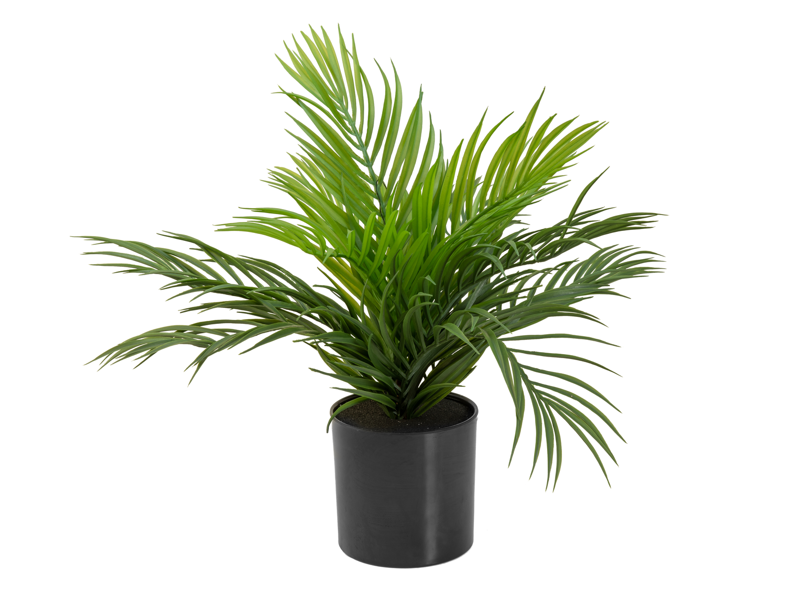 EUROPALMS Goldfruchtpalme, Kunstpflanze, 46 cm EUROPALMS Goldfruchtpalme, Kunstpflanze, 46 cm