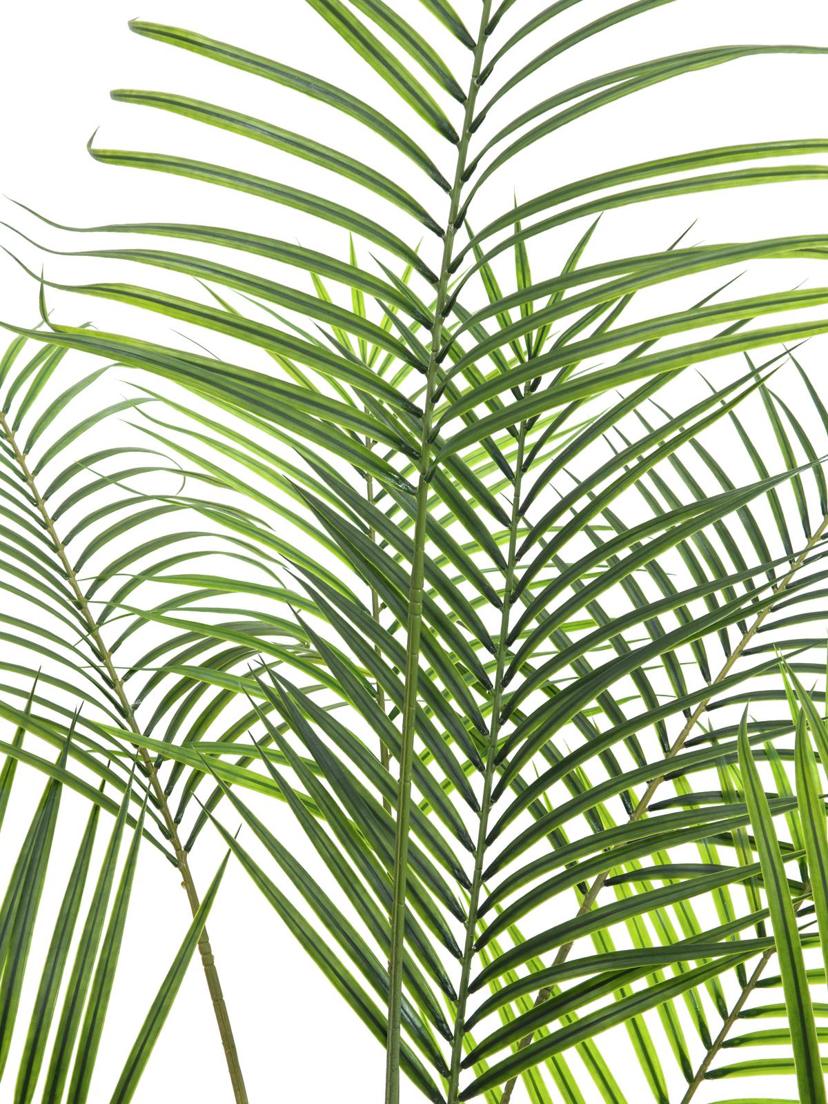 EUROPALMS Großblatt-Areca, Kunstpflanze, 185cm EUROPALMS Großblatt-Areca, Kunstpflanze, 185cm