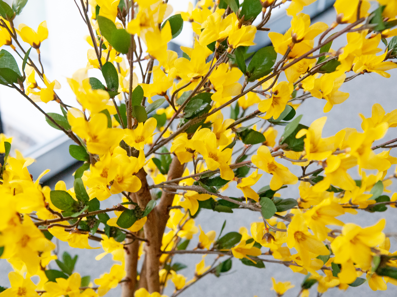 EUROPALMS Forsythienbaum mit 3 Stämmen, Kunstpflanze, gelb, 150cm EUROPALMS Forsythienbaum mit 3 Stämmen, Kunstpflanze, gelb, 150cm
