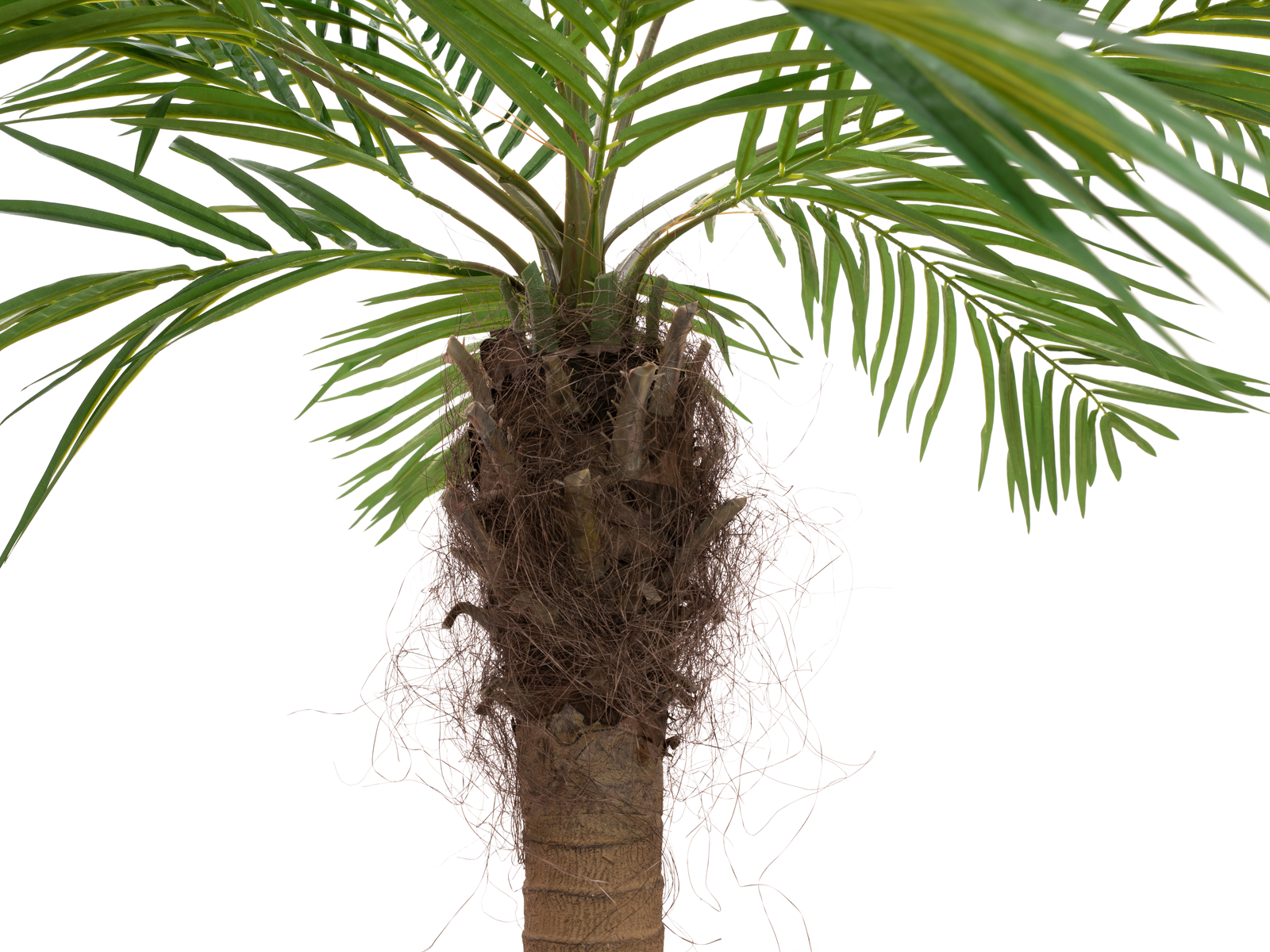 EUROPALMS Phönixpalme luxor gebogen, Kunstpflanze, 240cm EUROPALMS Phönixpalme luxor gebogen, Kunstpflanze, 240cm
