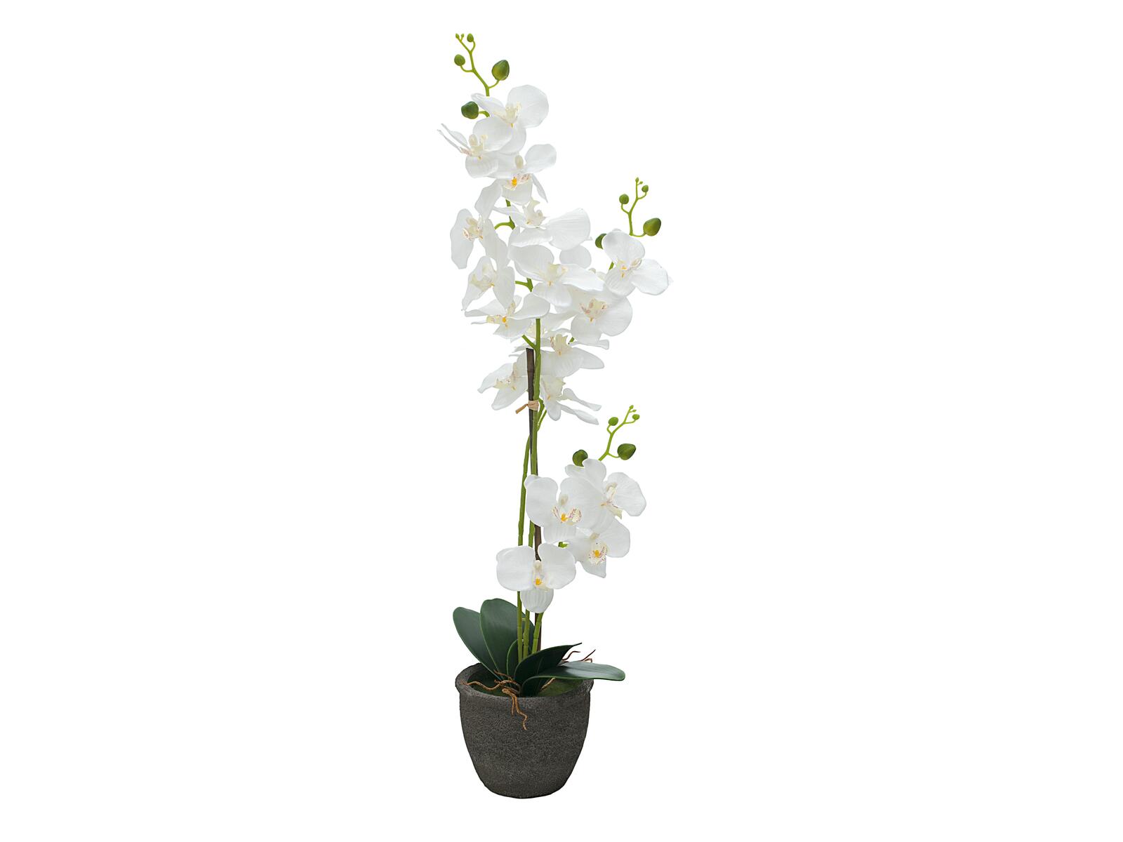 EUROPALMS Orchidee, Kunstpflanze, weiß, 80cm EUROPALMS Orchidee, Kunstpflanze, weiß, 80cm