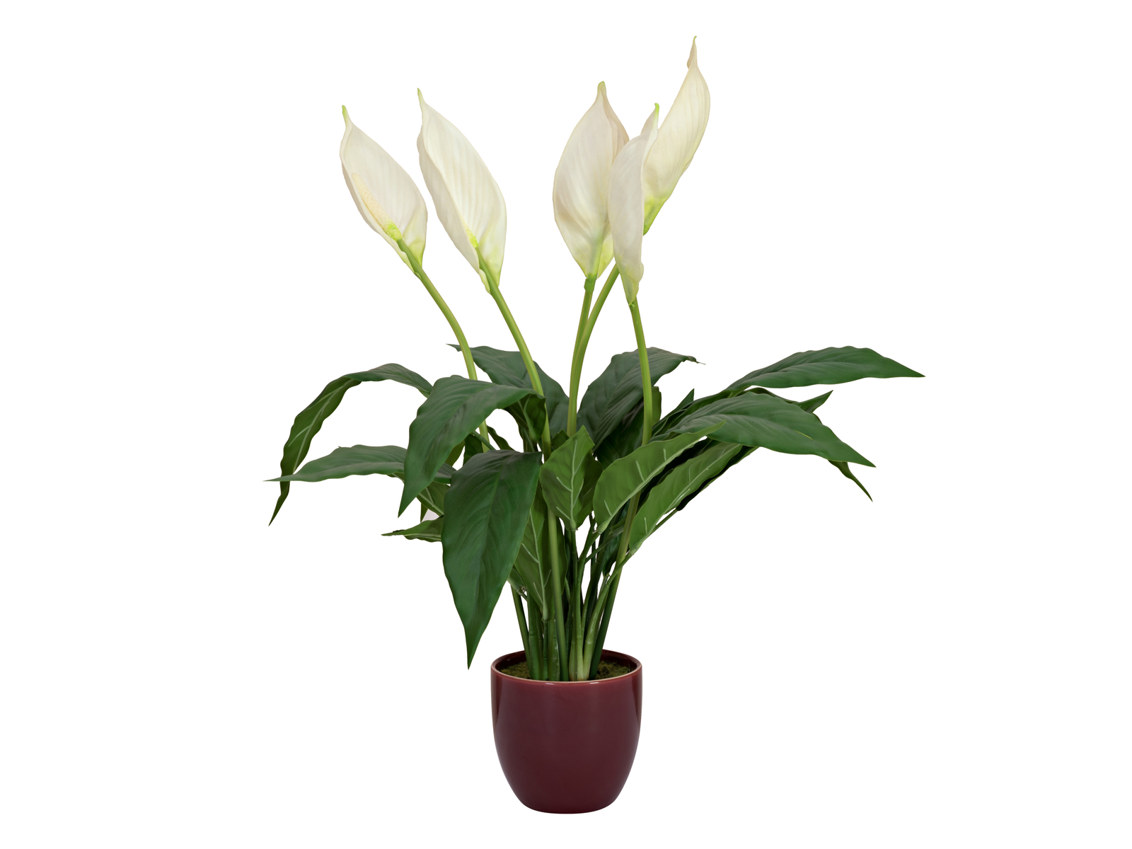 EUROPALMS Einblatt, Kunstpflanze, 60cm EUROPALMS Einblatt, Kunstpflanze, 60cm