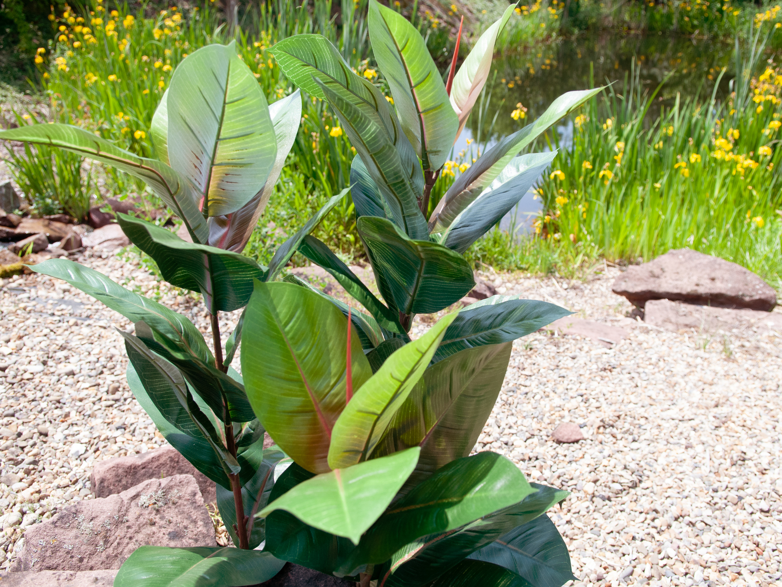 EUROPALMS Gummibaum, Kunstpflanze, 100cm EUROPALMS Gummibaum, Kunstpflanze, 100cm