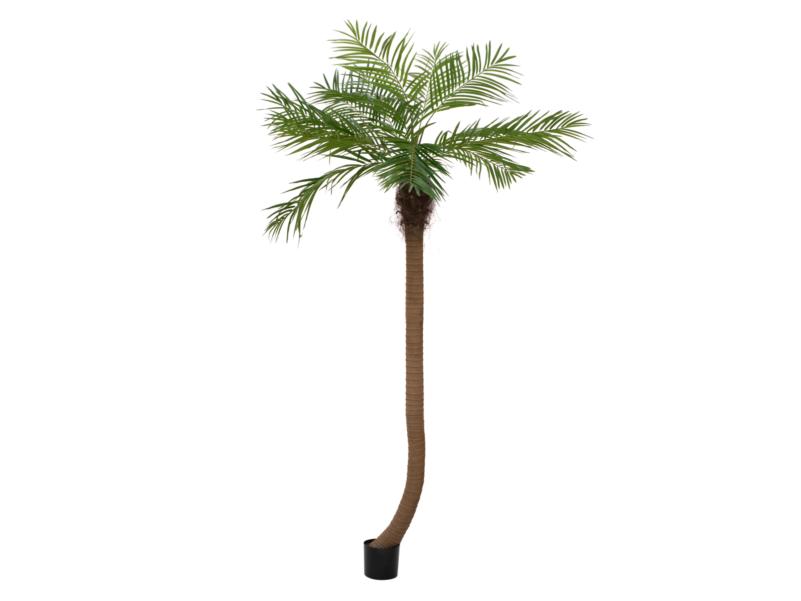 EUROPALMS Phönixpalme luxor gebogen, Kunstpflanze, 240cm EUROPALMS Phönixpalme luxor gebogen, Kunstpflanze, 240cm