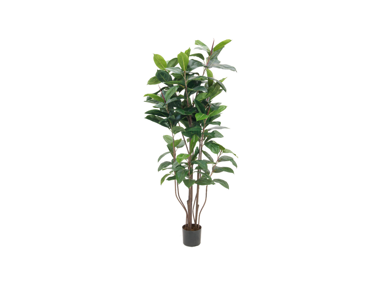 EUROPALMS Gummibaum, Kunstpflanze,150cm EUROPALMS Gummibaum, Kunstpflanze,150cm