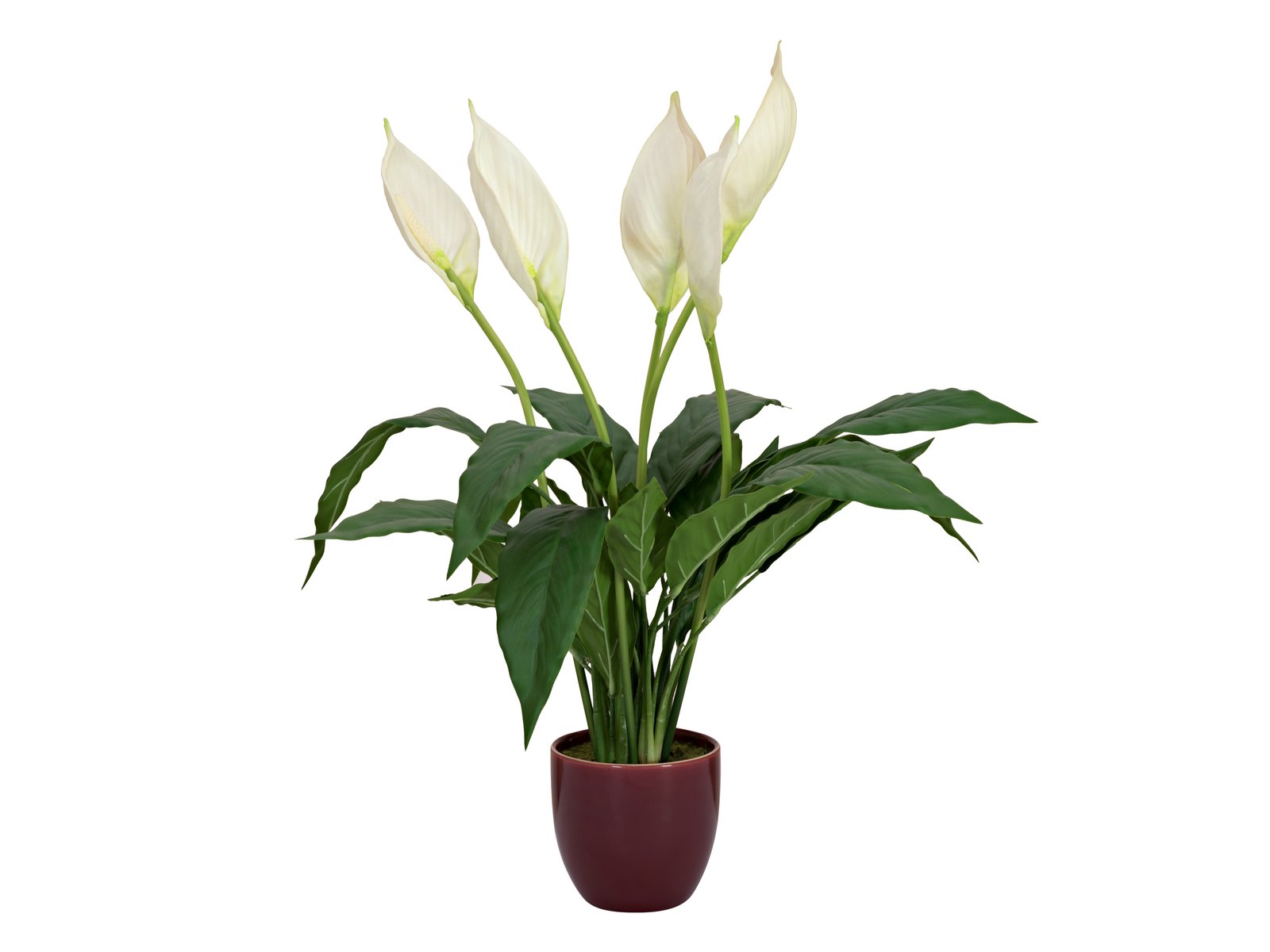 EUROPALMS Einblatt, Kunstpflanze, 60cm EUROPALMS Einblatt, Kunstpflanze, 60cm