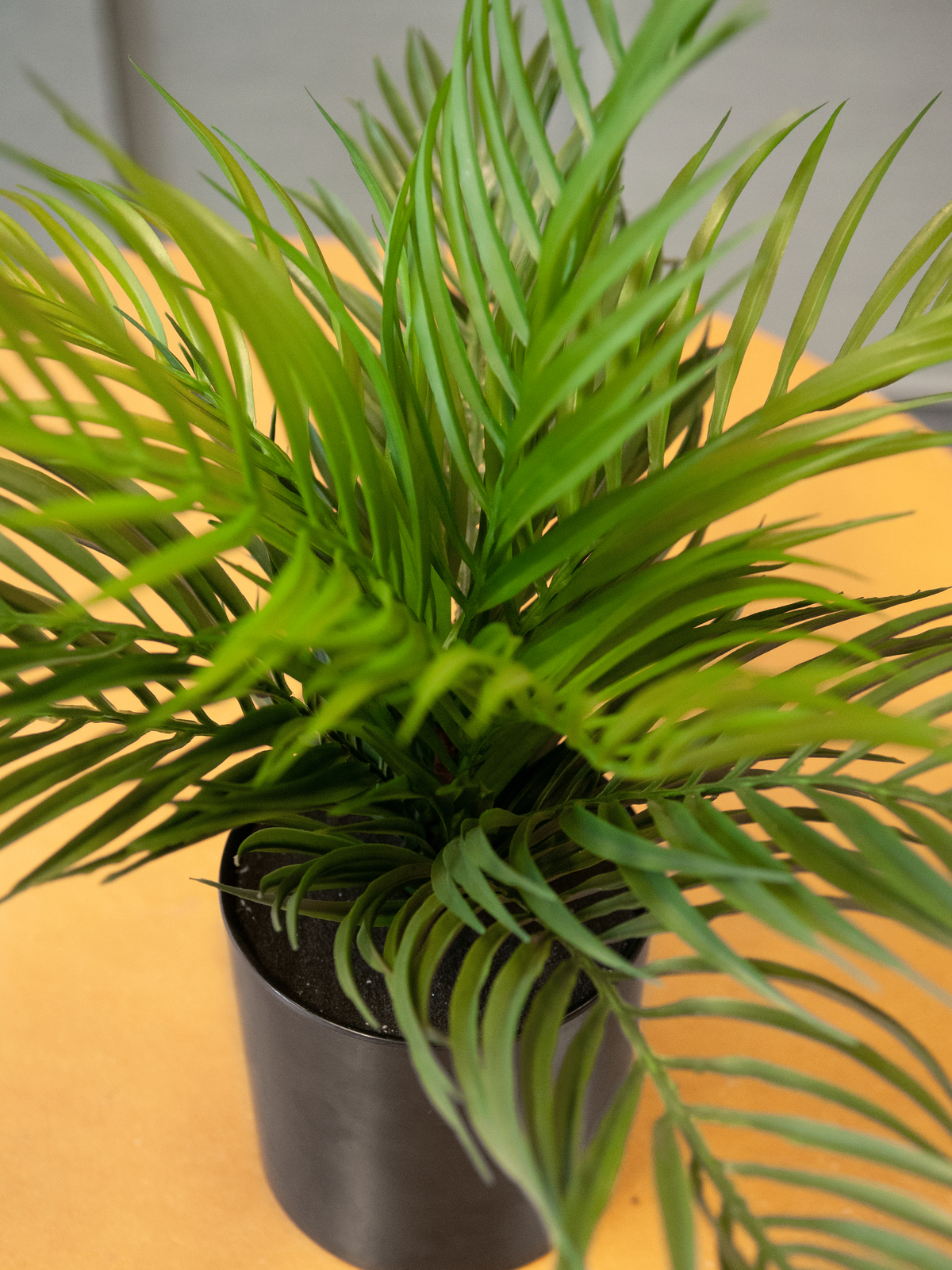 EUROPALMS Goldfruchtpalme, Kunstpflanze, 46 cm EUROPALMS Goldfruchtpalme, Kunstpflanze, 46 cm
