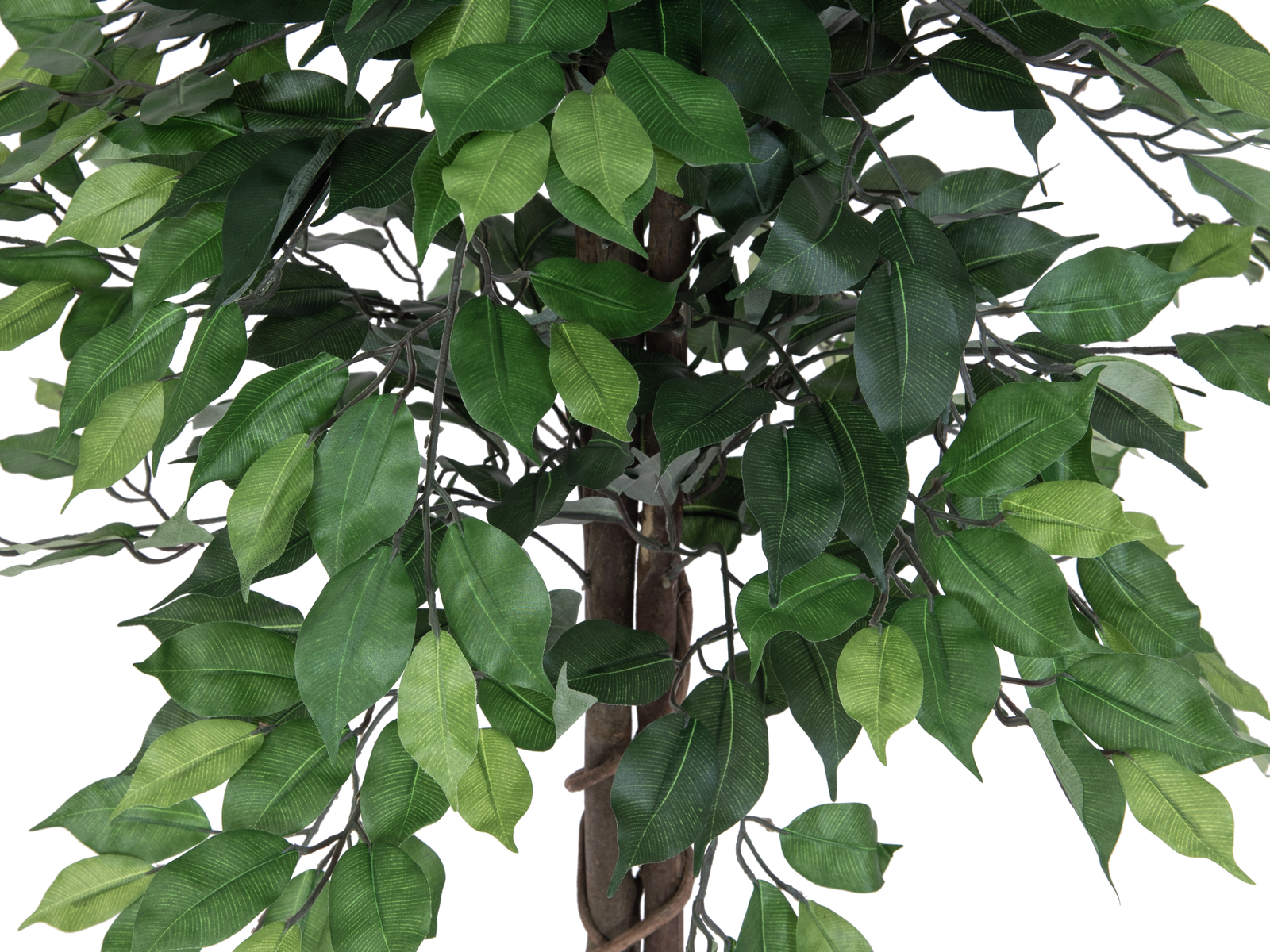 EUROPALMS Ficus-Benjamini Multi-Stamm, Kunstpflanze, 150cm