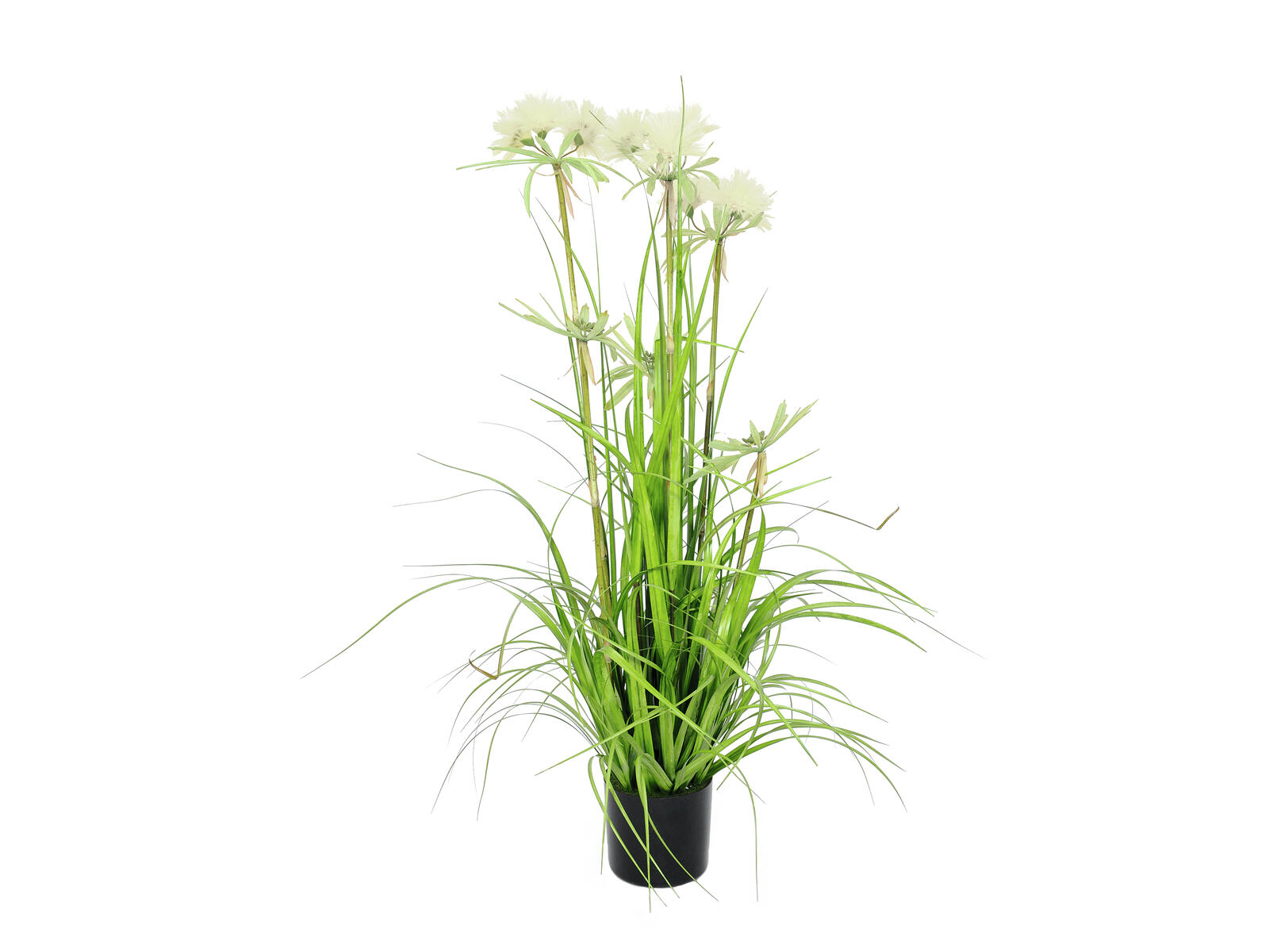 EUROPALMS Sterngras, künstlich, 120cm EUROPALMS Sterngras, künstlich, 120cm