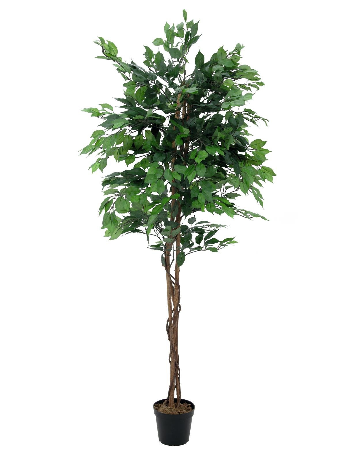 EUROPALMS Ficus-Benjamini Multi-Stamm, Kunstpflanze, 210cm EUROPALMS Ficus-Benjamini Multi-Stamm, Kunstpflanze, 210cm