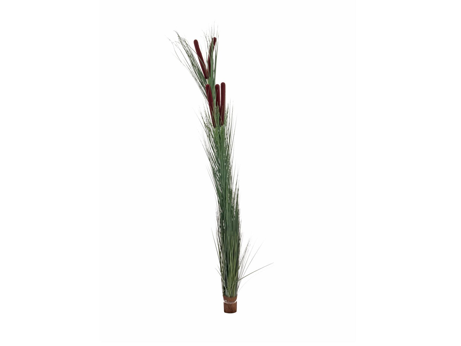 EUROPALMS Schilfgras mit Kolben, künstlich, dunkelgrün, 152cm EUROPALMS Schilfgras mit Kolben, künstlich, dunkelgrün, 152cm