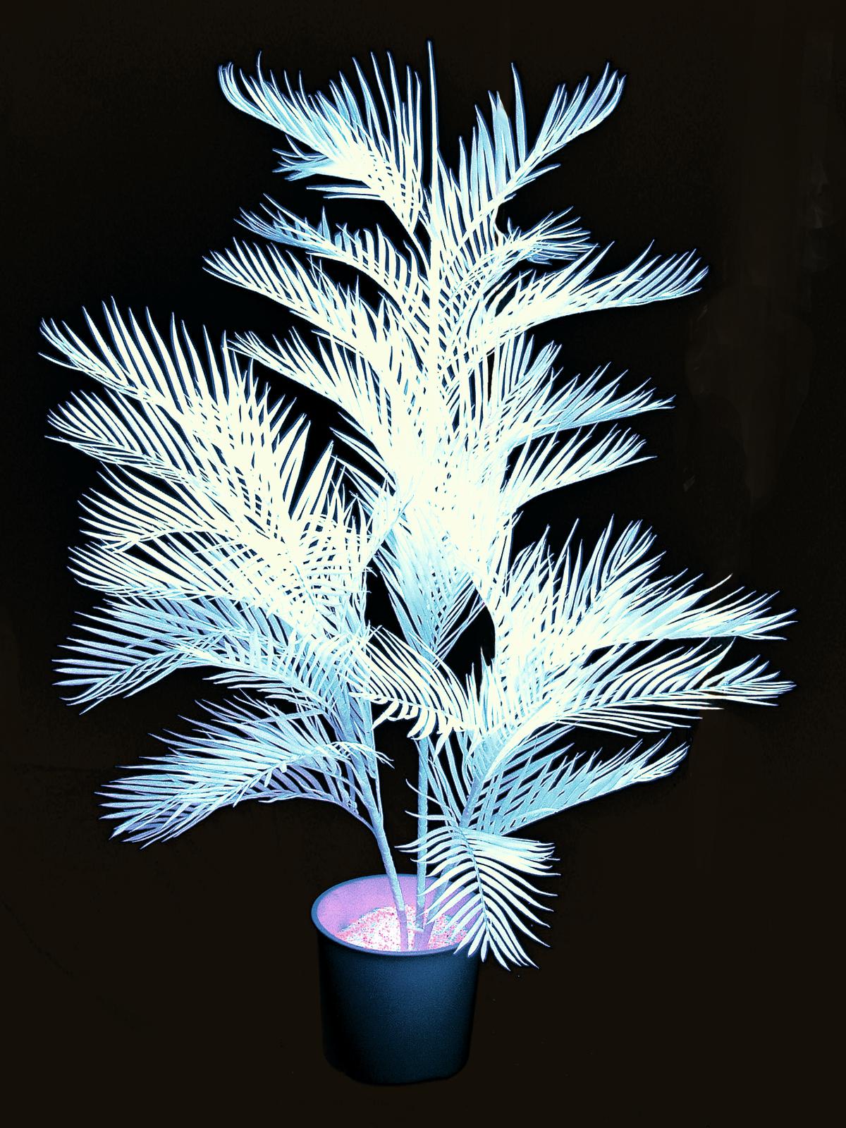 EUROPALMS Kentiapalme, künstlich,   uv-weiß, 170cm