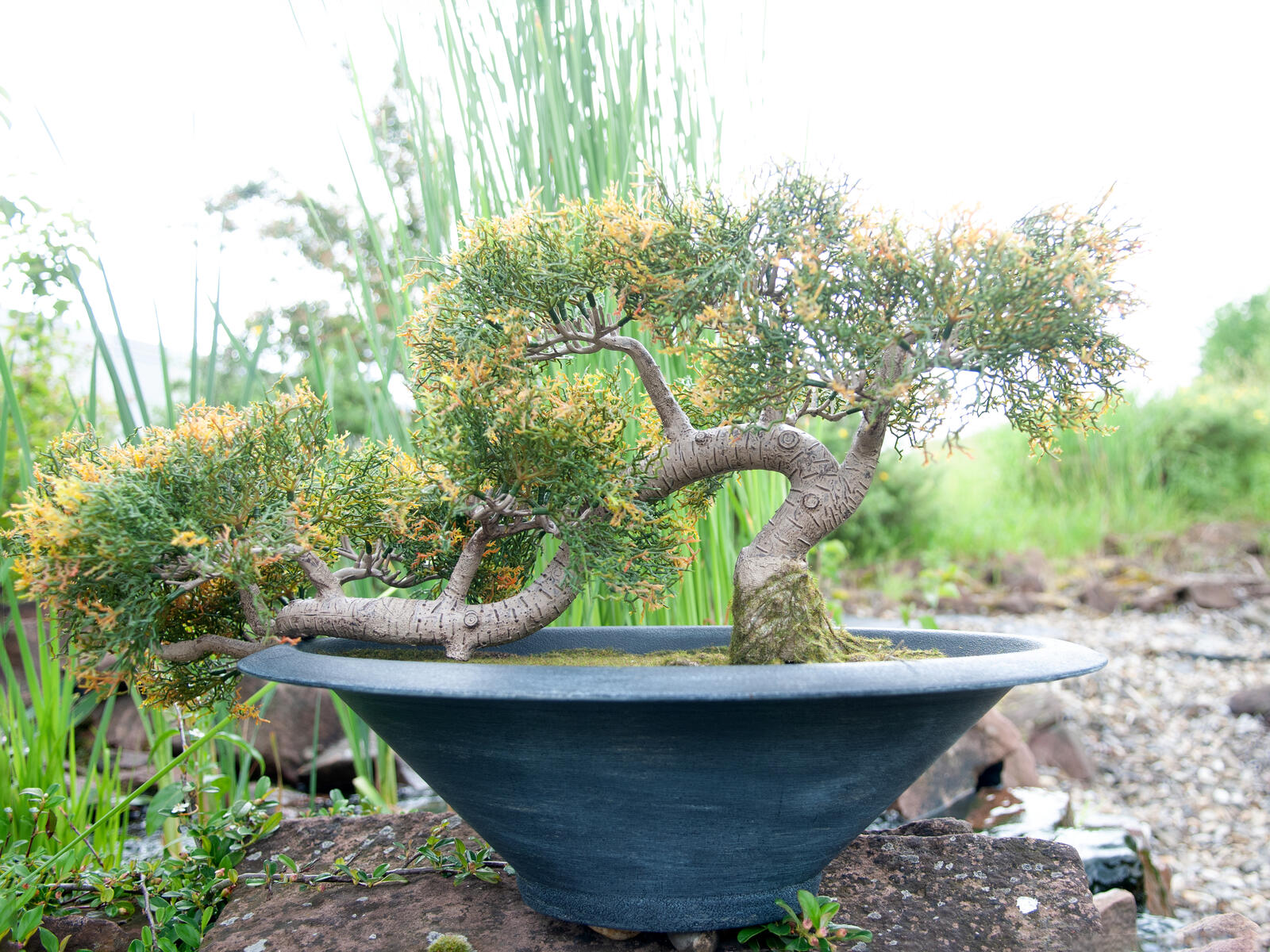 EUROPALMS Bonsai-Zeder, Kunstpflanze, 40cm